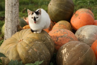 Photo of Cute fluffy cat on ripe pumpkin outdoors