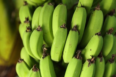 Unripe bananas growing on tree outdoors, closeup view