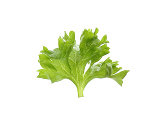 Photo of Fresh green curly parsley on white background