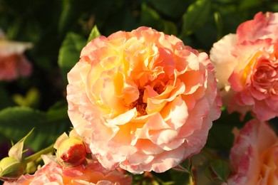 Photo of Beautiful blooming coral rose on blurred background, closeup