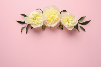 Photo of Fragrant peonies on color background,flat lay with space for text. Beautiful spring flowers