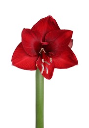 Photo of Beautiful red amaryllis flower isolated on white