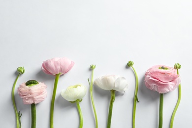 Photo of Beautiful ranunculus flowers on white background