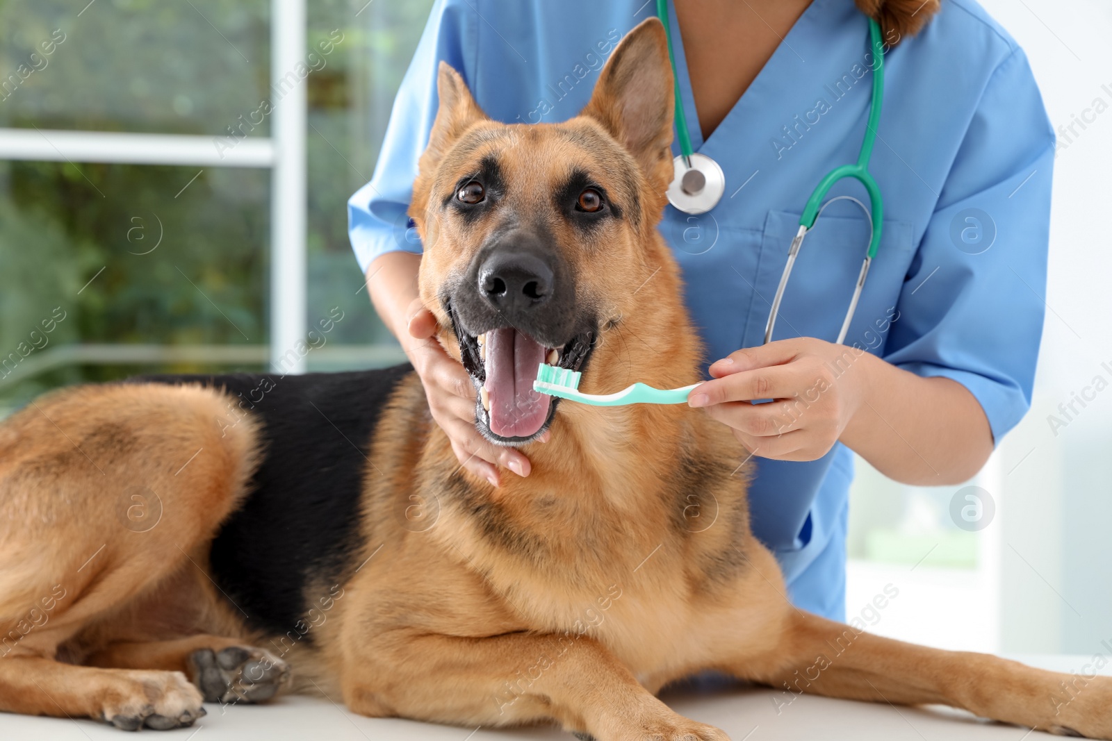 Photo of Doctor cleaning dog's teeth with toothbrush indoors. Pet care