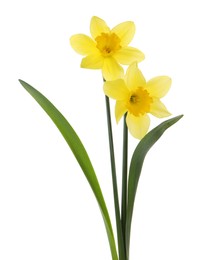 Photo of Beautiful blooming yellow daffodils on white background