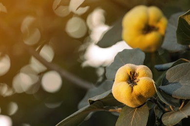 Photo of Quince tree branch with fruits outdoors, closeup. Space for text