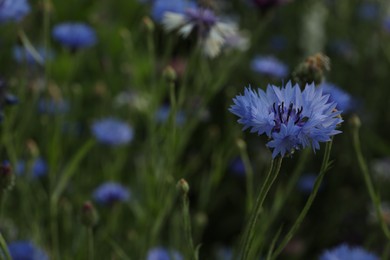 Photo of Beautiful blue cornflower outdoors on summer day, closeup
