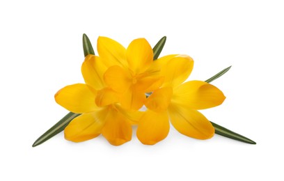 Photo of Beautiful yellow crocus flowers on white background