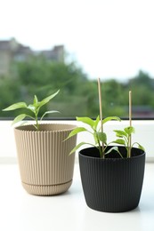 Photo of Pepper seedlings in pots on window sill