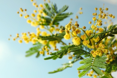 Photo of Beautiful view of mimosa tree with bright yellow flowers against blue sky