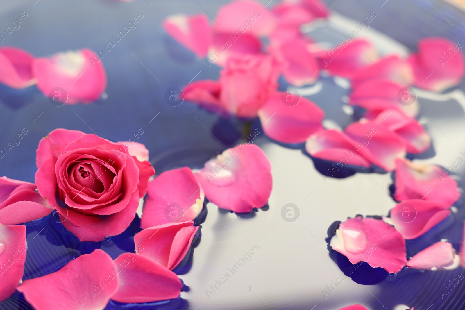 Photo of Pink rose and petals in water, closeup