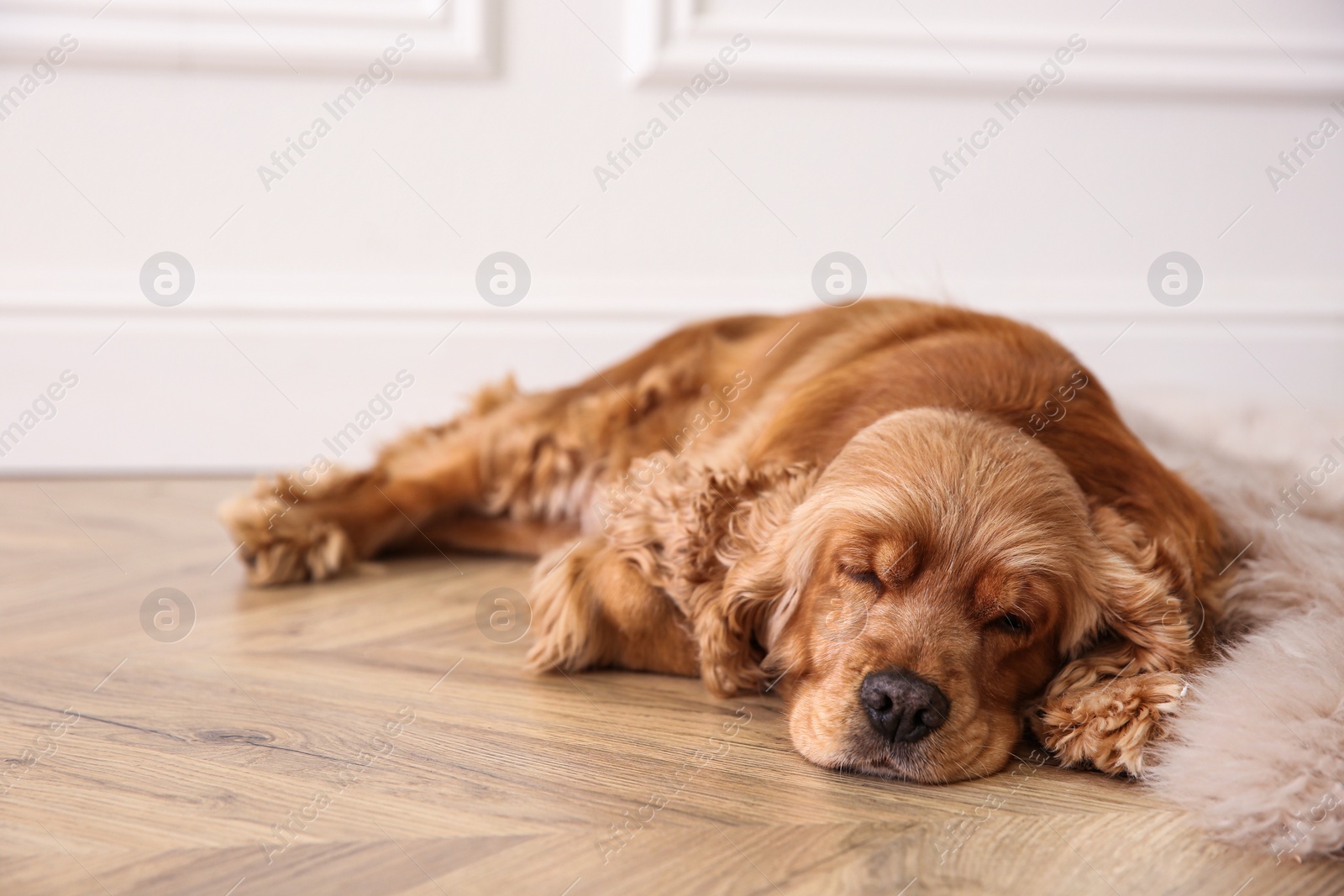 Photo of Cute Cocker Spaniel dog lying on warm floor indoors. Heating system