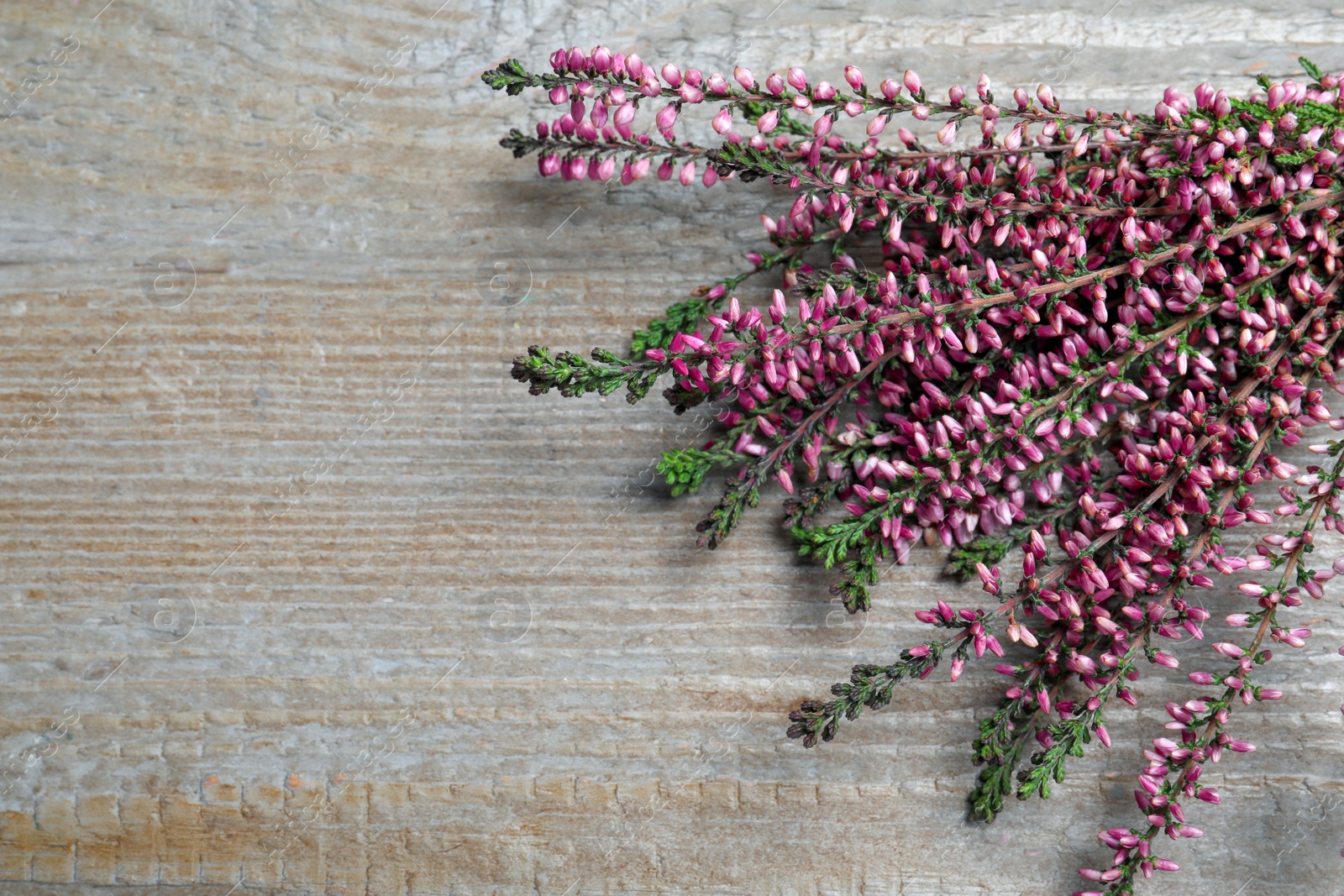 Photo of Heather branches with beautiful flowers on grey wooden table, flat lay. Space for text