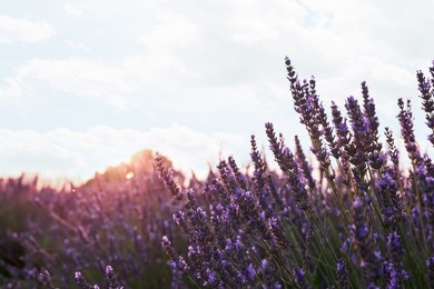 Photo of Beautiful blooming lavender growing in field. Space for text