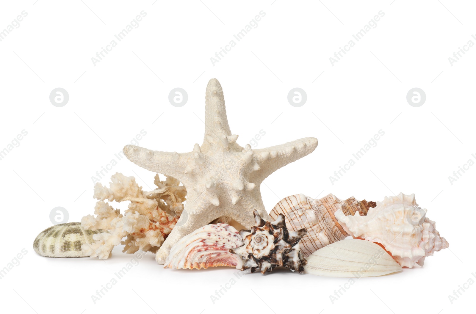 Photo of Beautiful starfish, coral and sea shells on white background