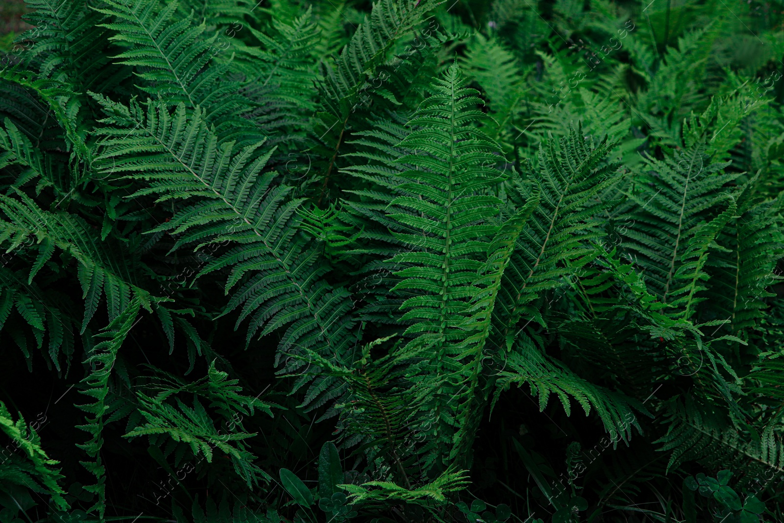 Photo of Beautiful fern with lush green leaves growing outdoors