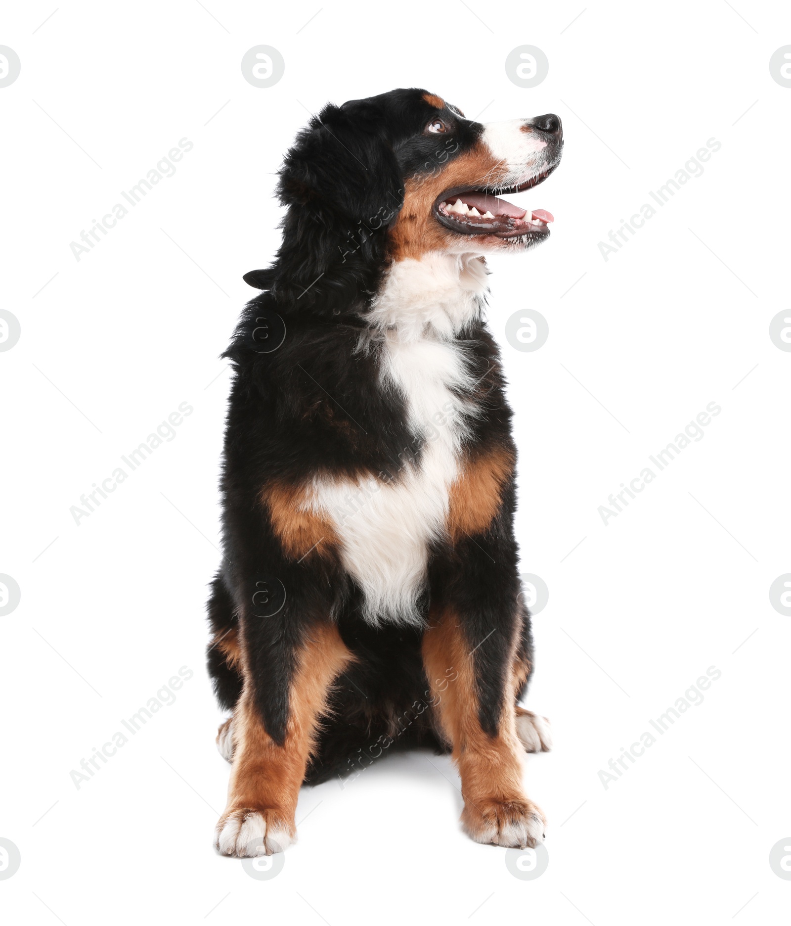 Photo of Funny Bernese mountain dog on white background