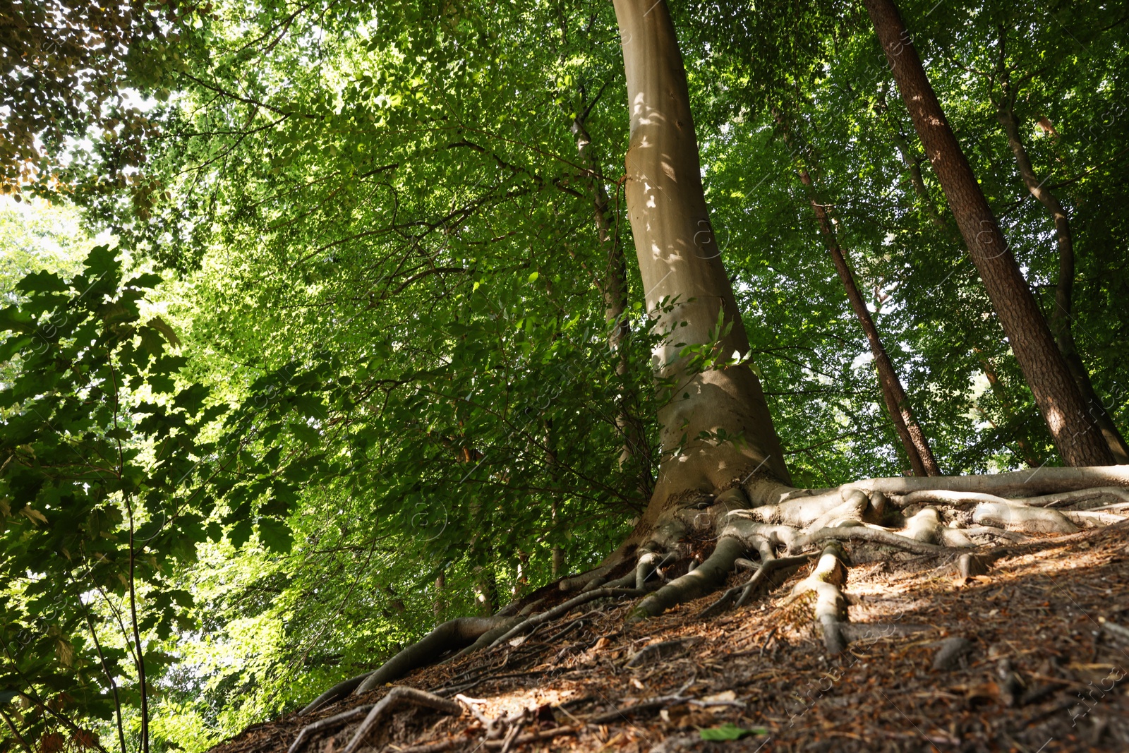 Photo of Tree roots visible through ground in forest