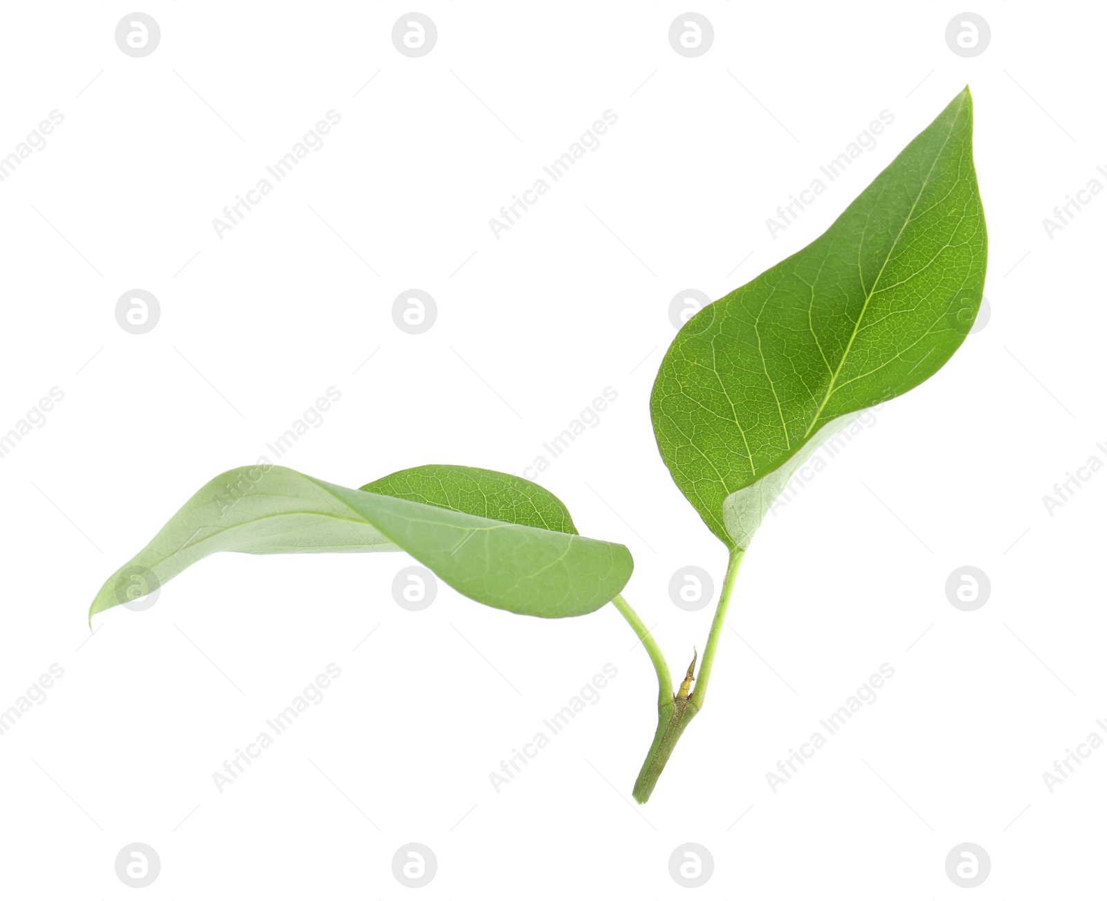 Photo of Fresh green lilac leaves on white background