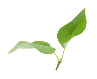 Photo of Fresh green lilac leaves on white background