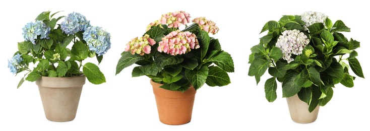 Set with hortensia plants with beautiful flowers on white background. Banner design