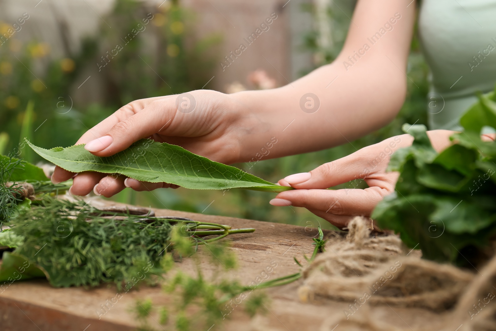 Photo of Woman with fresh green leaf outdoors, closeup. Drying herbs