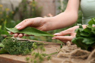 Photo of Woman with fresh green leaf outdoors, closeup. Drying herbs