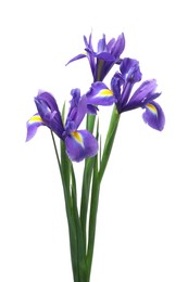 Photo of Beautiful violet iris flowers isolated on white