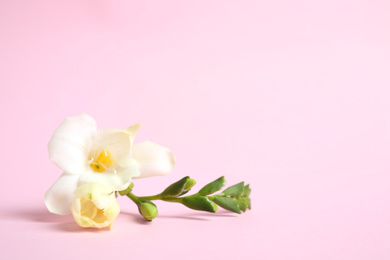 Photo of Beautiful freesia flowers on light pink background. Space for text