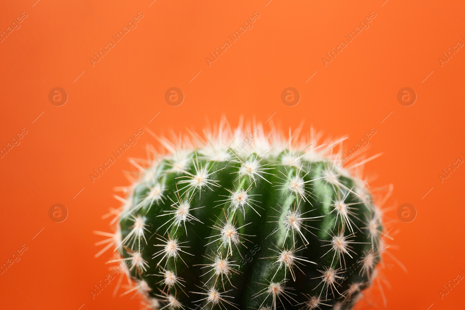 Photo of Beautiful green cactus on orange background, closeup. Tropical plant