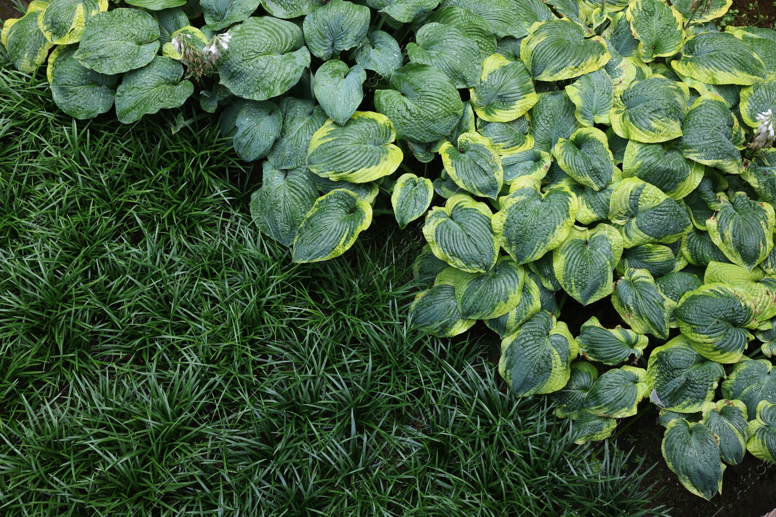 Photo of Beautiful hostas and green grass outdoors, top view