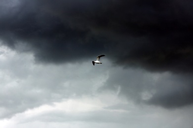 Photo of Sky with heavy rainy clouds and flying bird on grey day