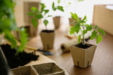 Photo of Green tomato seedling in peat pot on wooden table