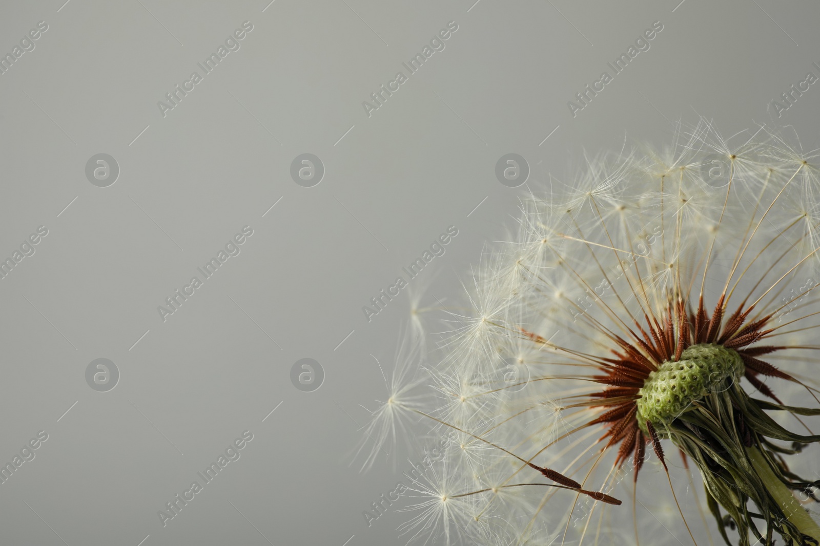Photo of Beautiful dandelion flower on grey background, closeup. Space for text