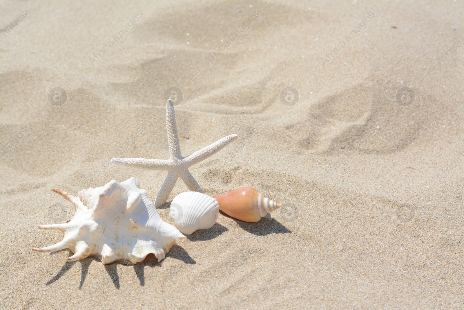 Photo of Beautiful starfish and sea shells on sandy beach, space for text