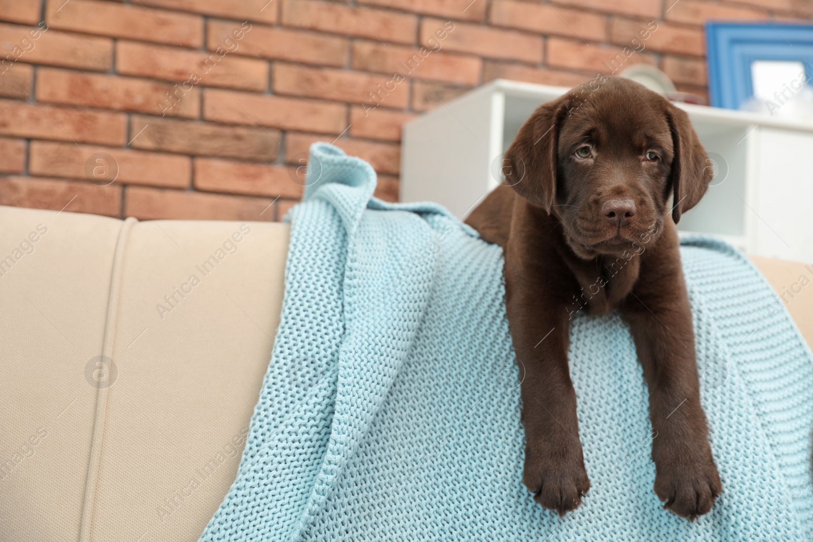 Photo of Chocolate Labrador Retriever puppy with blanket on sofa indoors