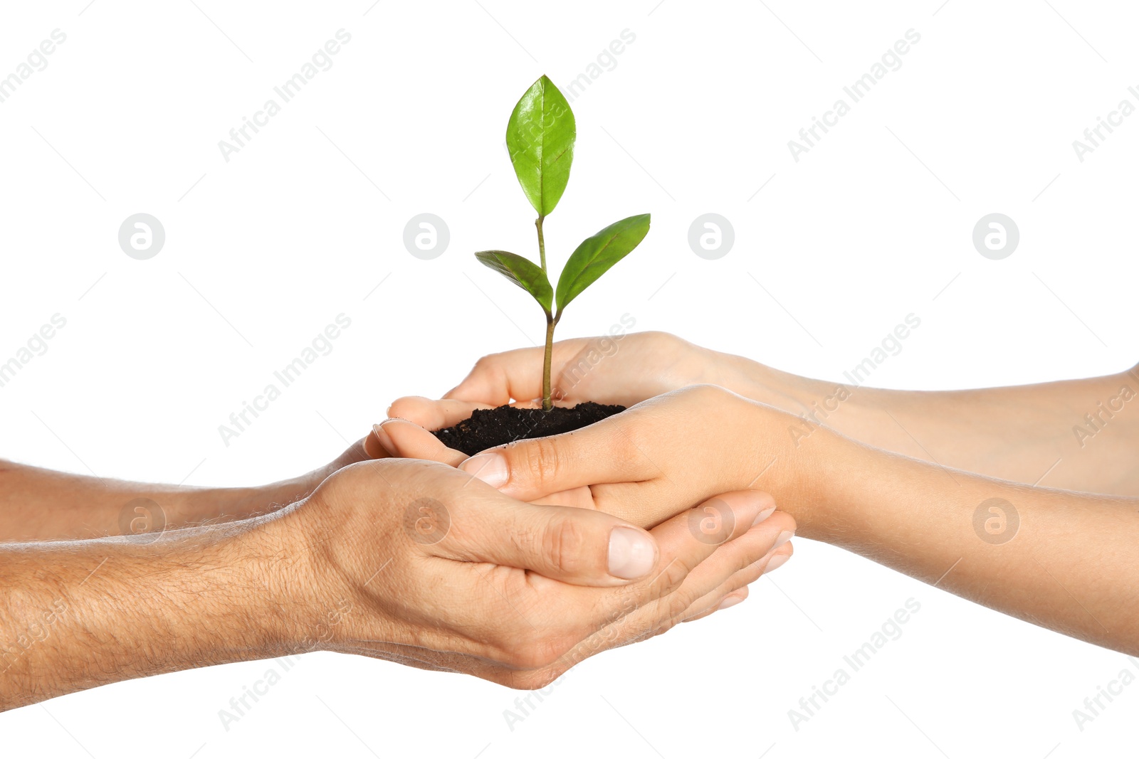 Photo of Woman and man holding soil with green plant in hands on white background. Family concept