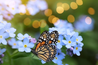 Beautiful butterfly on forget-me-not flower in garden, closeup. Bokeh effect