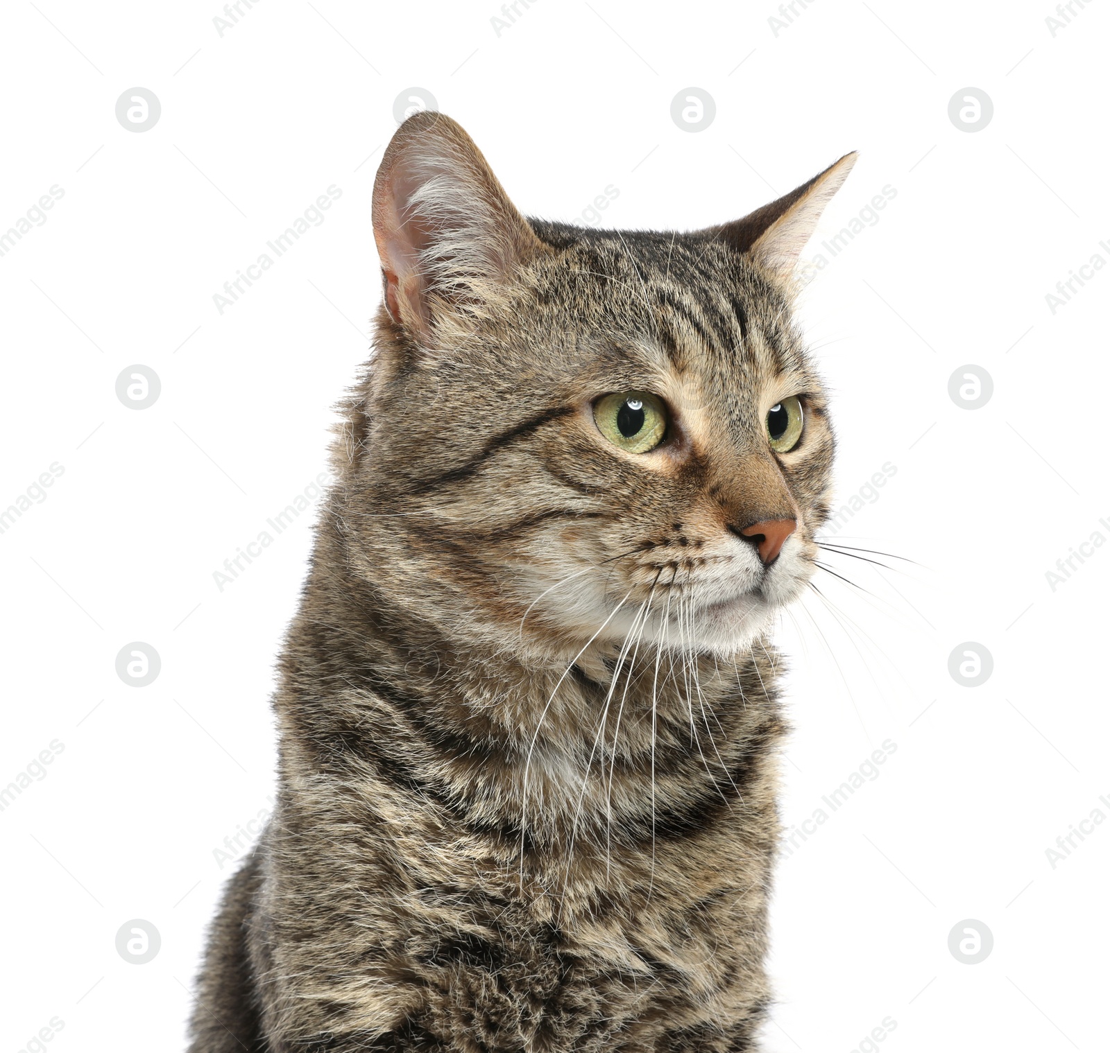 Photo of Cute tabby cat isolated on white. Friendly pet