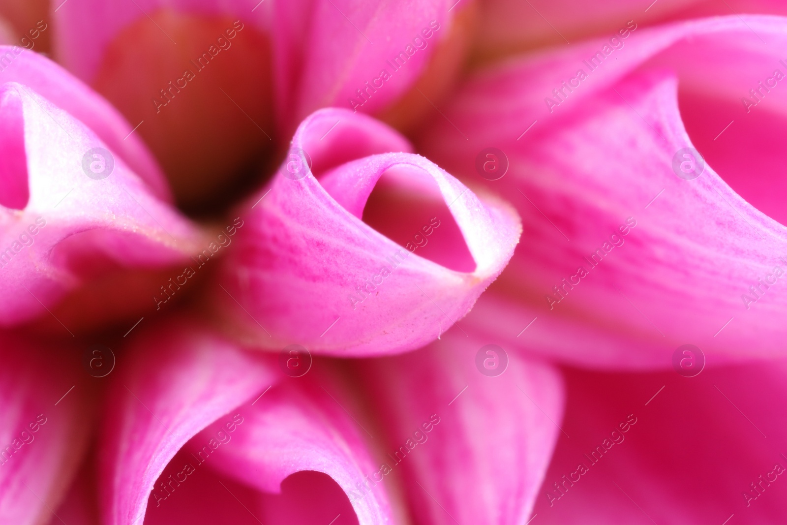 Photo of Beautiful pink petals of Dahlia flower as background, macro