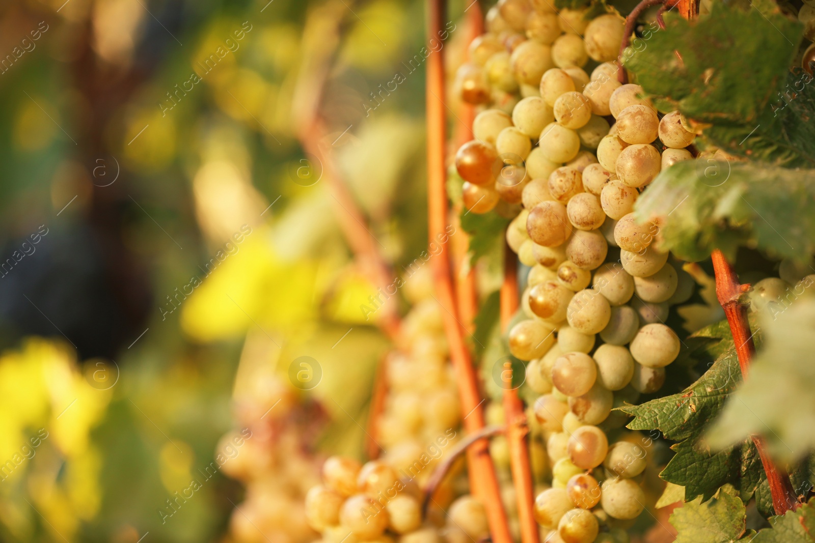 Photo of Fresh ripe juicy grapes growing on branches in vineyard