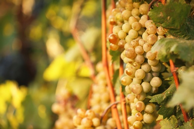 Photo of Fresh ripe juicy grapes growing on branches in vineyard