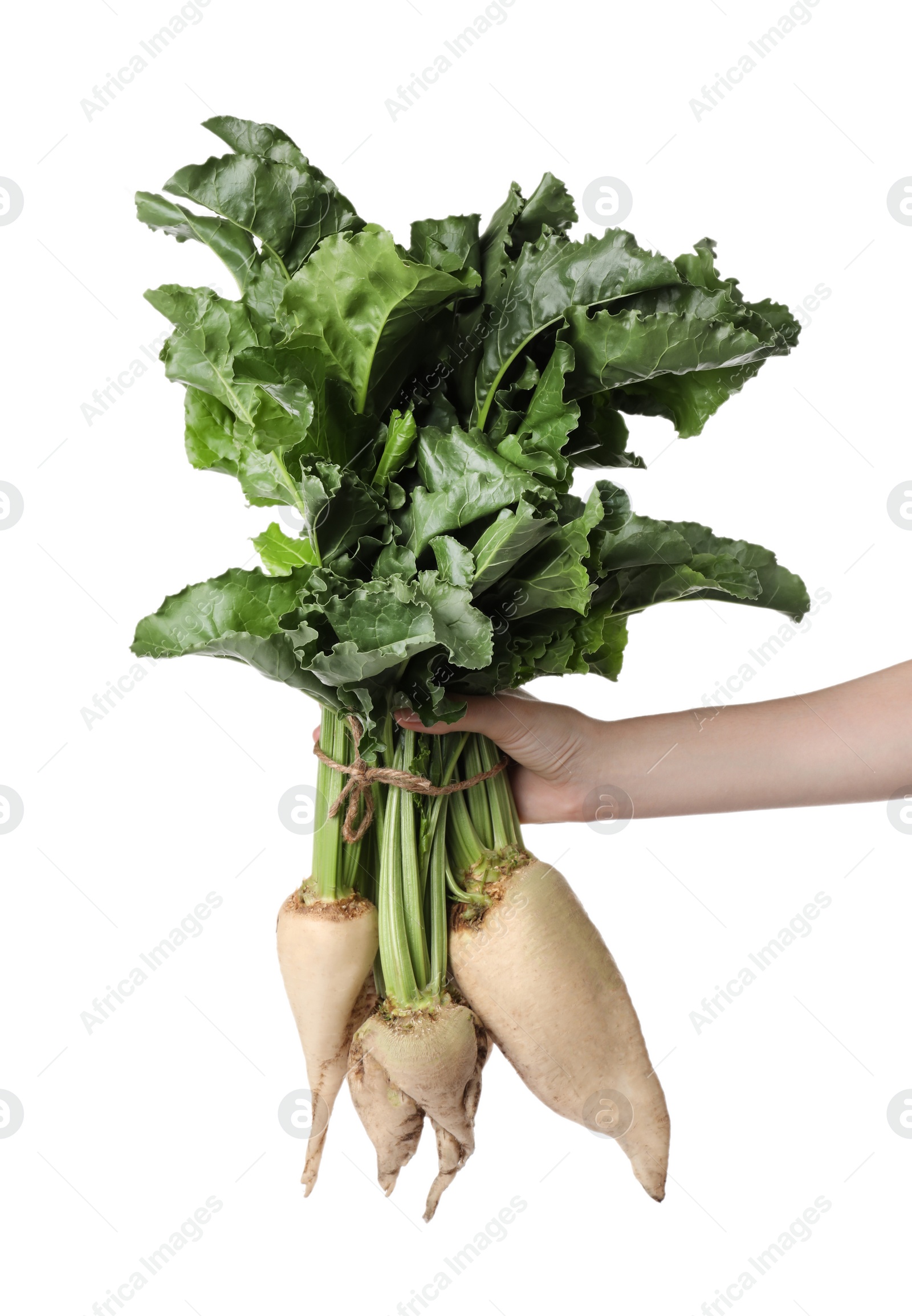 Photo of Woman holding sugar beets on white background, closeup