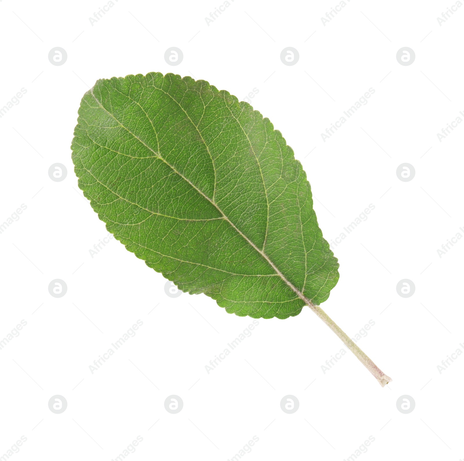 Photo of One green leaf of apple tree isolated on white