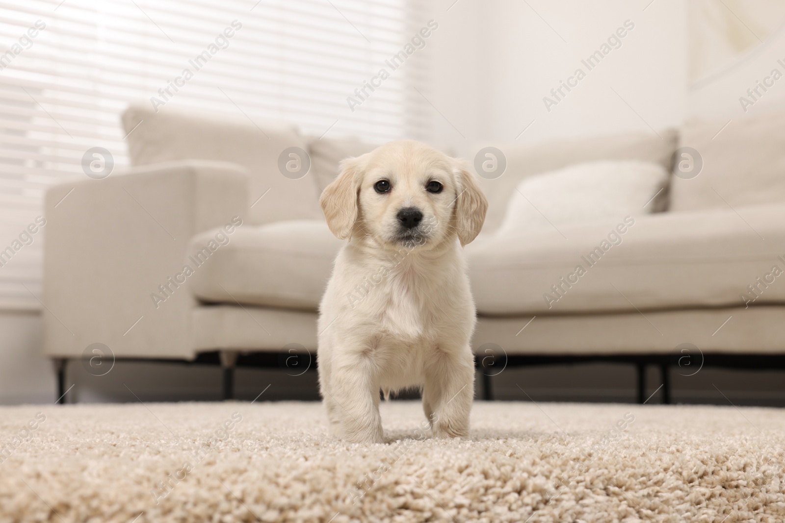 Photo of Cute little puppy on beige carpet at home