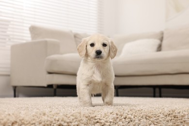 Cute little puppy on beige carpet at home