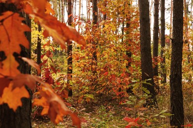 Photo of Beautiful trees with colorful leaves in forest. Autumn season