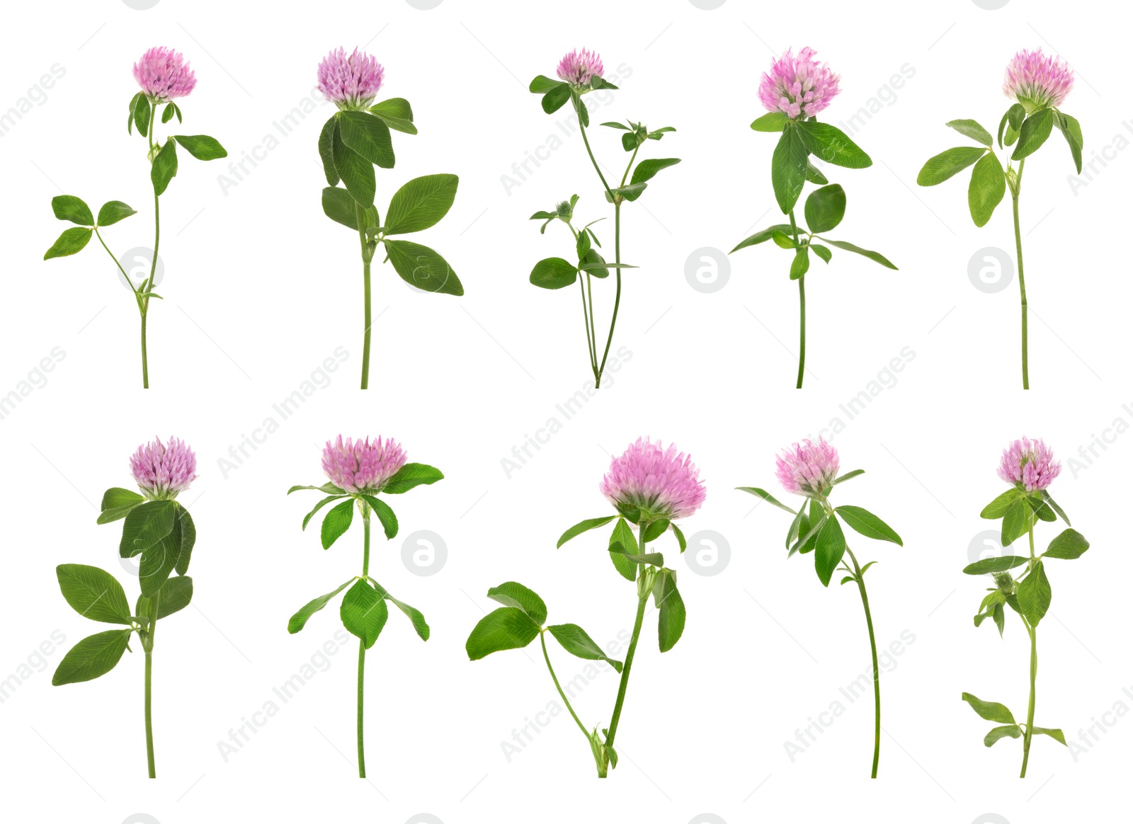 Image of Set with beautiful clover flowers on white background