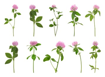 Image of Set with beautiful clover flowers on white background