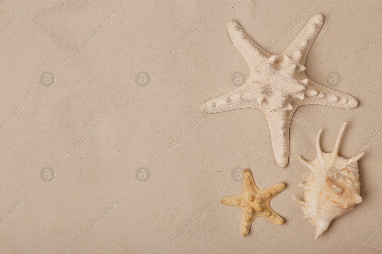 Photo of Starfishes and shell on beach sand, top view with space for text